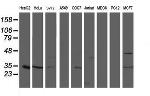 TOMM34 Antibody in Western Blot (WB)