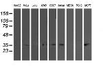 TOMM34 Antibody in Western Blot (WB)