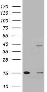 TOMM40L Antibody in Western Blot (WB)