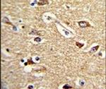 TOM70 Antibody in Immunohistochemistry (IHC)