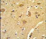 TOM70 Antibody in Immunohistochemistry (IHC)