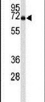 TOM70 Antibody in Western Blot (WB)