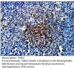 TORC2 Antibody in Immunohistochemistry (Paraffin) (IHC (P))
