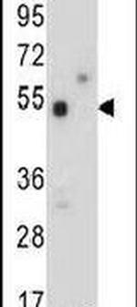 TOX3 Antibody in Western Blot (WB)