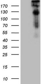 TP53BP1 Antibody in Western Blot (WB)