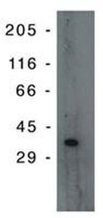 PIG3 Monoclonal Antibody (10A2)