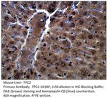 TPCN2 Polyclonal Antibody