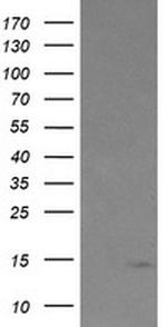 TPD52L3 Antibody in Western Blot (WB)