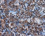 TPMT Antibody in Immunohistochemistry (Paraffin) (IHC (P))