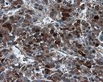 TPMT Antibody in Immunohistochemistry (Paraffin) (IHC (P))
