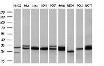TPMT Antibody in Western Blot (WB)