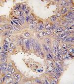 TRAF2 Antibody in Immunohistochemistry (IHC)