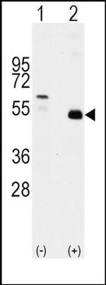 TRAF2 Antibody in Western Blot (WB)