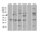 TRAF5 Antibody in Western Blot (WB)
