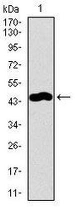 TRAFD1 Antibody in Western Blot (WB)