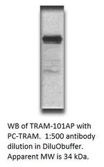 TICAM2 Polyclonal Antibody