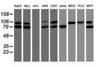TRAP1 Antibody in Western Blot (WB)