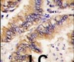 TRAPPC4 Antibody in Immunohistochemistry (IHC)
