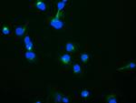 TRAPPC4 Antibody in Immunocytochemistry (ICC/IF)