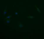 TRAPPC4 Antibody in Immunocytochemistry (ICC/IF)