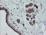 TRAPPC4 Antibody in Immunohistochemistry (Paraffin) (IHC (P))