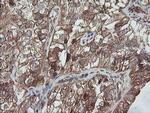 TRAPPC4 Antibody in Immunohistochemistry (Paraffin) (IHC (P))