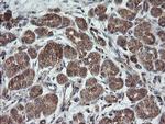 TRAPPC4 Antibody in Immunohistochemistry (Paraffin) (IHC (P))