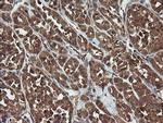TRAPPC4 Antibody in Immunohistochemistry (Paraffin) (IHC (P))