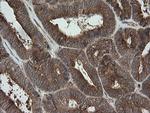 TRAPPC4 Antibody in Immunohistochemistry (Paraffin) (IHC (P))