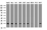 TRAPPC4 Antibody in Western Blot (WB)