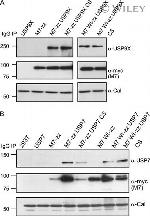 Calreticulin Antibody in Western Blot (WB)