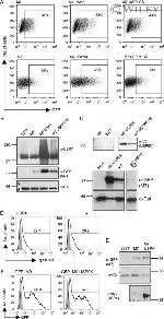 Calreticulin Antibody in Western Blot (WB)