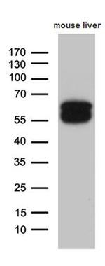 TRDMT1 Antibody in Western Blot (WB)
