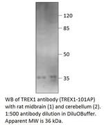 TREX1 Polyclonal Antibody