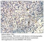TRF2 Polyclonal Antibody