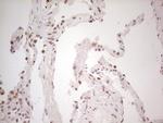 TRIB1 Antibody in Immunohistochemistry (Paraffin) (IHC (P))