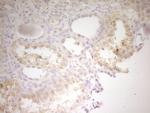 TRIB3 Antibody in Immunohistochemistry (Paraffin) (IHC (P))