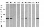 TRIB3 Antibody in Western Blot (WB)