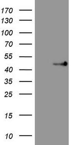 TRIB3 Antibody in Western Blot (WB)