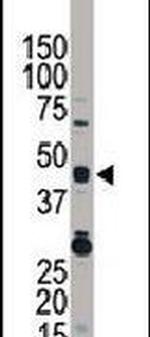 TRIB3 Antibody in Western Blot (WB)