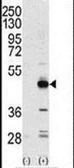 TRIB3 Antibody in Western Blot (WB)