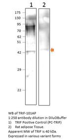 TRIF Polyclonal Antibody