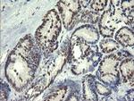 TRIM22 Antibody in Immunohistochemistry (Paraffin) (IHC (P))