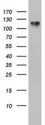 TRIM24 Antibody in Western Blot (WB)