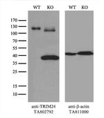 TRIM24 Antibody in Western Blot (WB)