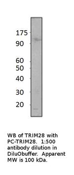 KAP1 Polyclonal Antibody