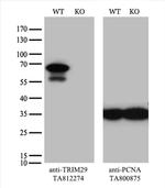 TRIM29 Antibody in Western Blot (WB)