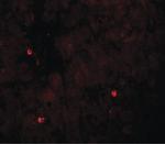 TRIM33 Antibody in Immunohistochemistry (IHC)