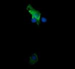 TRIM38 Antibody in Immunocytochemistry (ICC/IF)