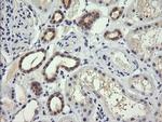 TRIM38 Antibody in Immunohistochemistry (Paraffin) (IHC (P))